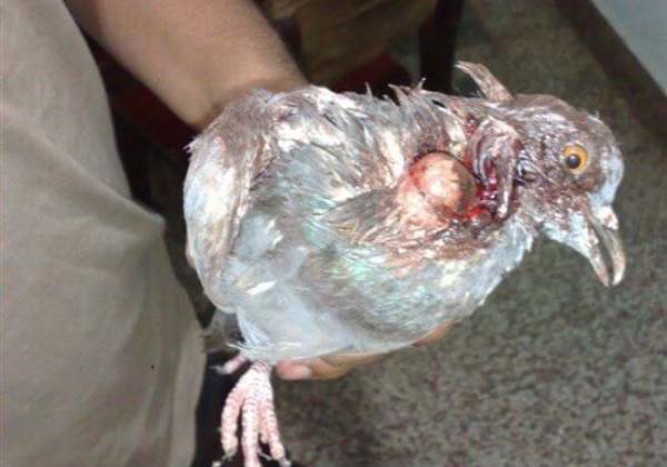 AWBI Encourages Manja Ban
