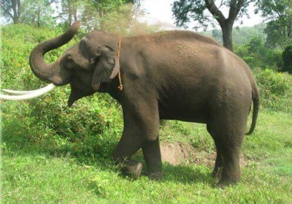 Help Elephants Gain Freedom This Ganpati