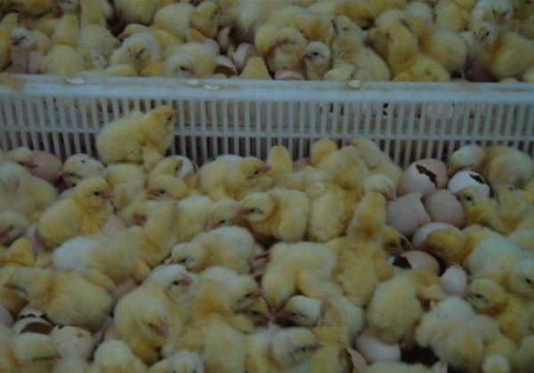 A Chicken’s Life
