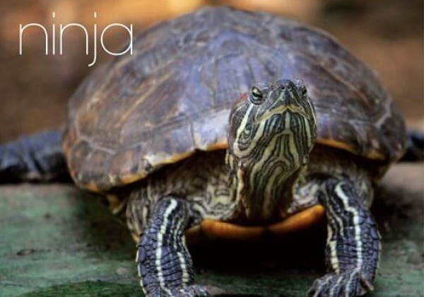 Win a Free PETA Calendar!