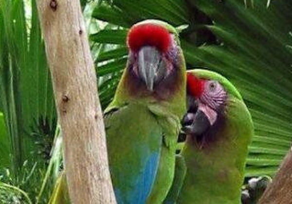 Illegal ‘Pet’ Show Cancelled