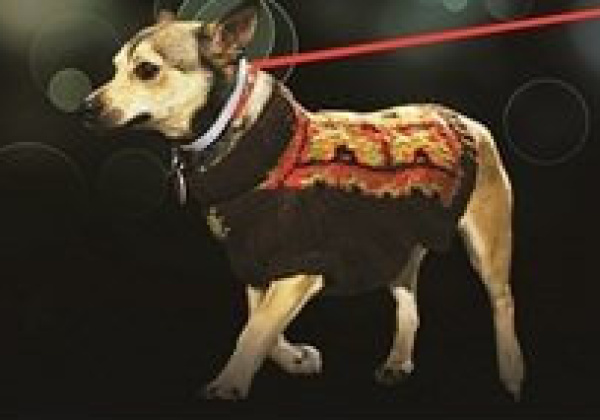 Dog Show Celebrates Indian Dogs