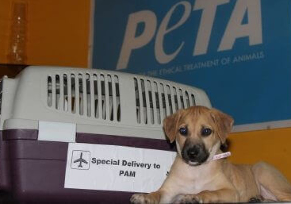 Pamela Anderson Adopts Desi Dog
