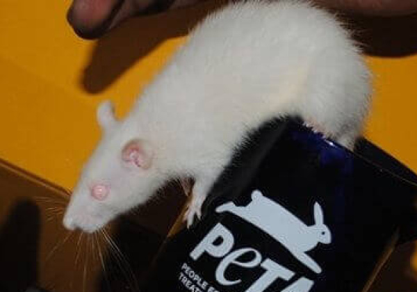 EU and Israel Ban Animal Tests!
