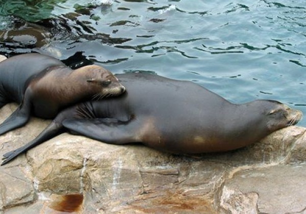 PETA Salutes Animal Mums on Mother’s Day