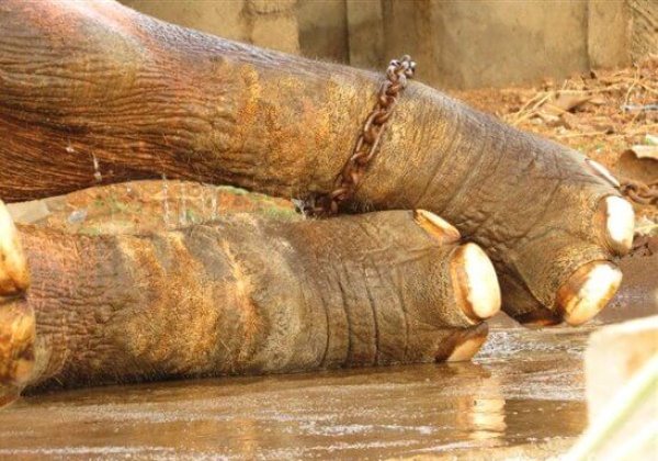 PETA Goes to Court for Sunder
