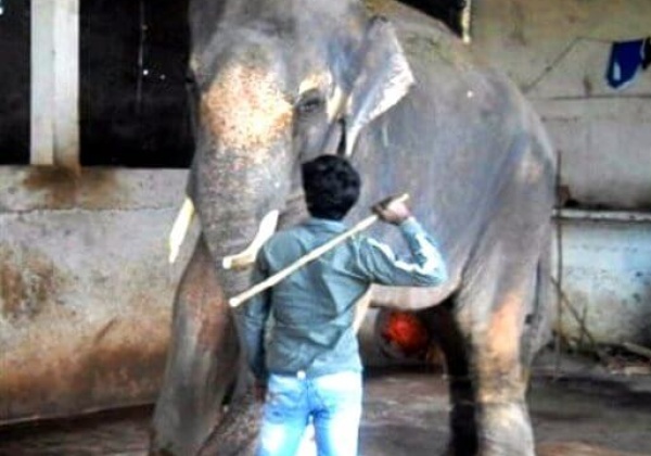 Caught on Video: Elephant Sunder Beaten