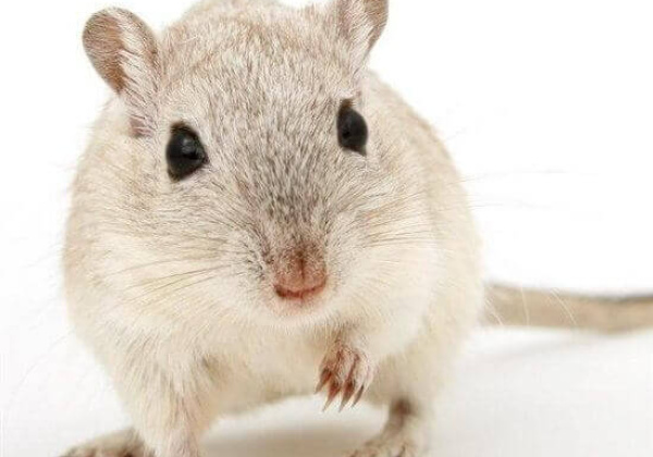 No More Animals to Train Dentists