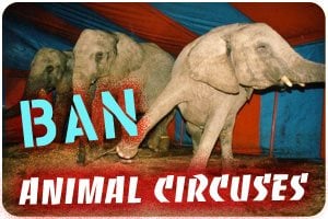 Ban Animal Circuses