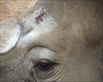 Injured Rhino