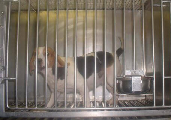 Jet Airways Won’t Ship Animals to Labs