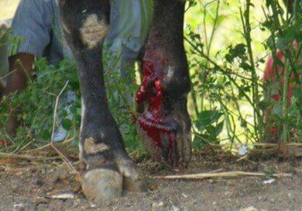 Bull Suffers Leg Fracture During Jallikattu
