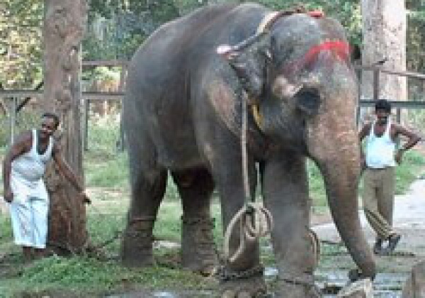 Celina Jaitly Demands Relief for Elephants