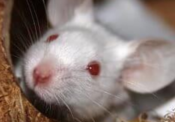 5 Ways PETA Affiliates Are Advancing Science