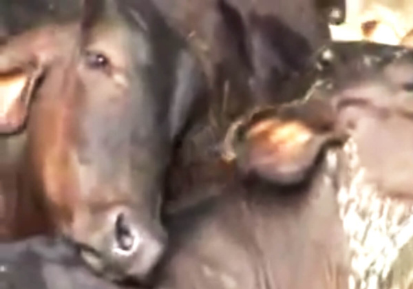 Undercover Investigation Reveals Horrors in India’s Dairy Industry