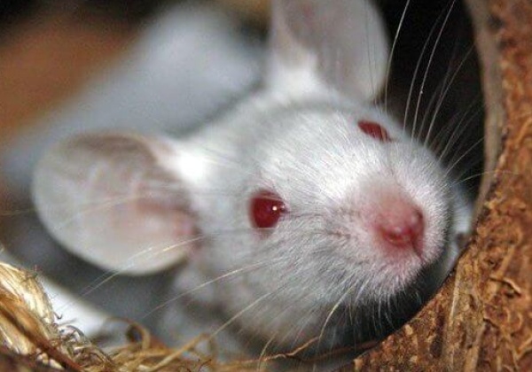 No Animal Experiments for IRIS Science Fair