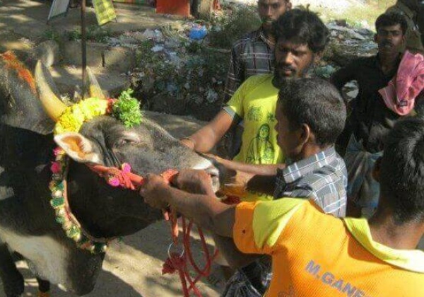 Bull Dies During Jallikattu