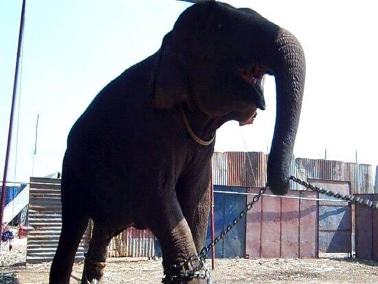 हाथियों को क्रूर प्रदर्शनों से बचाने में मदद करें।