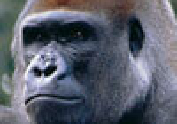 Great Ape Actors Dishoom