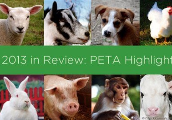 PETA Looks Back on a Successful 2013