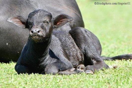 Leather | Animals Used for Clothing - The Issues - PETA India Leather | Animals Used for Clothing - The Issues - PETA India