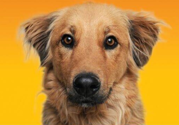 Love, Adoption, Zindagi!