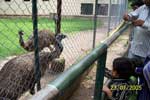 Water Tank in the Pigeon and Rabbit Enclosure Contains Dirty Water