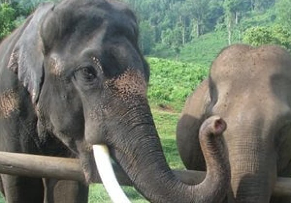 Elephant Mariappan Reunited With His Mother