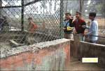 Visitors Allowed to Throw Stones at Fox - Cage Also Needs Repairs
