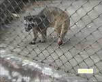 Civet Cat's Untreated Wound Was Inflicted by a Human 