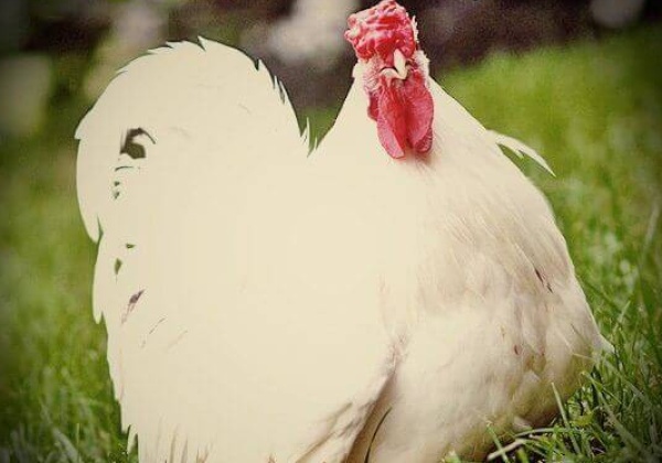 5 Animals Who Are Happy That You’re Vegan
