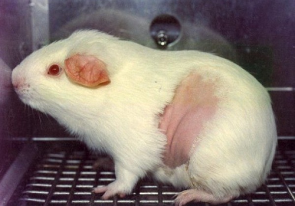 Ban on Household-Product Tests Closer