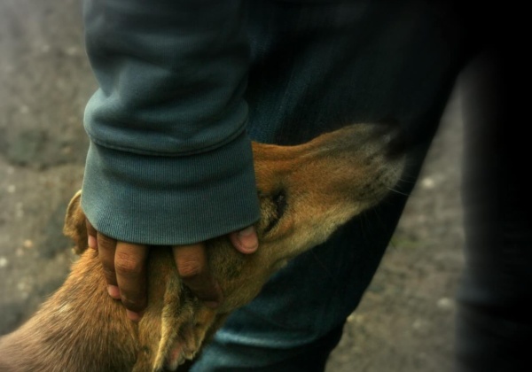 Kids Capture Kindness to Animals on Camera