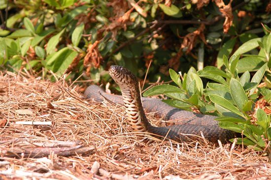 Let’s Rescue Snakes This Nag Panchami