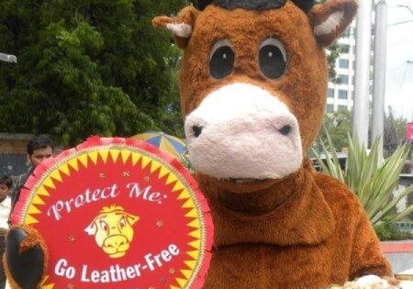 ‘Protect Me’, Says ‘Cow’ on Raksha Bandhan