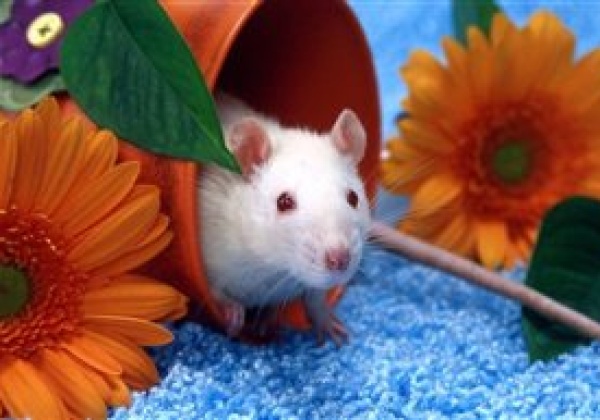 Victory! UGC Recommends End to Animal Dissection in Universities