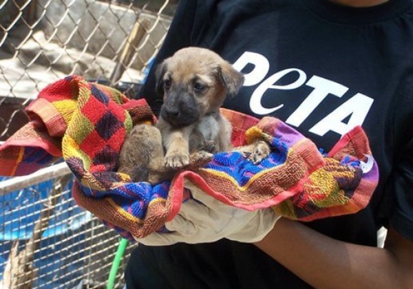 PETA India in Action After Mumbai Blasts
