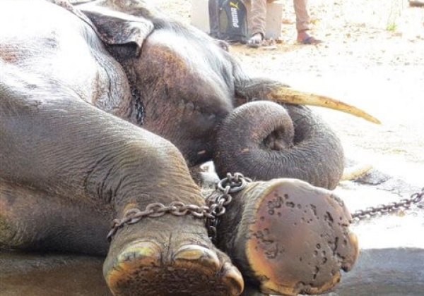 PETA Tells Hc Sunder Is Being Tortured