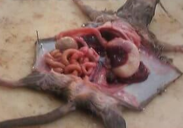 PETA Calls On UGC to End Animal Dissection Completely