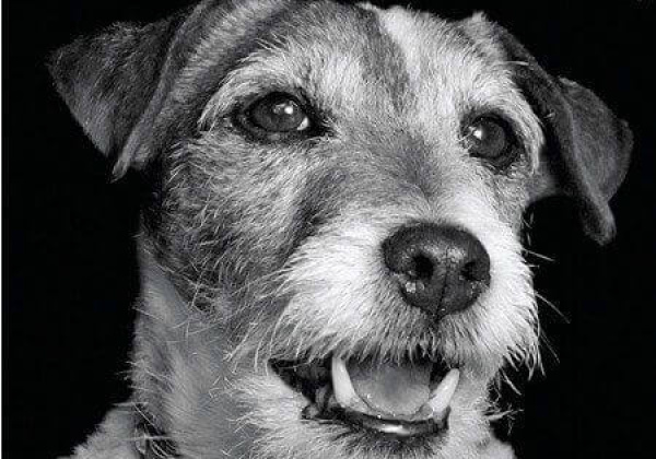 ‘The Artist’ Star Uggie for PETA India