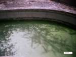 Dirty stagnant water in the rhinoceros enclosure.