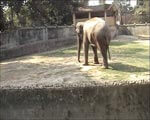 Elephant is Extremely Thin - No Access to Water or Food