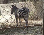 Enclosure Has Just Enough Space for One Zebra