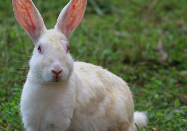 Victory! Countless Animals’ Lives Spared Through Changes in Postgraduate Medical Training After Input From PETA India