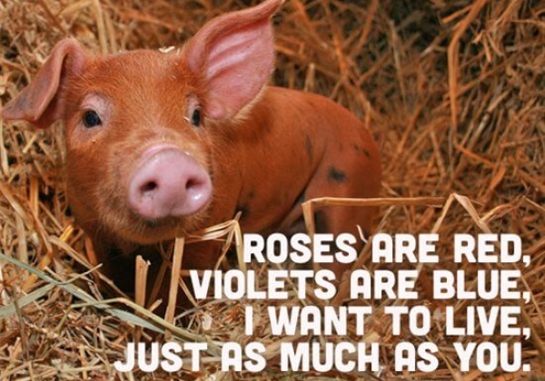 These Two Tiny Animal Advocates Will Inspire You