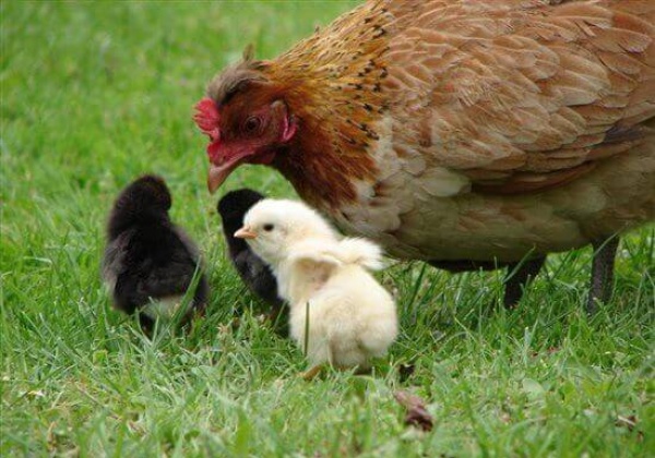 4 Reasons Why I’m Having an Egg-Free Easter