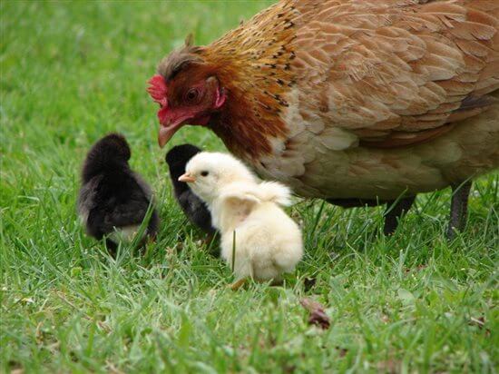 Animals Used for Food - The Issues - PETA India Animals Used for Food - The Issues - PETA India