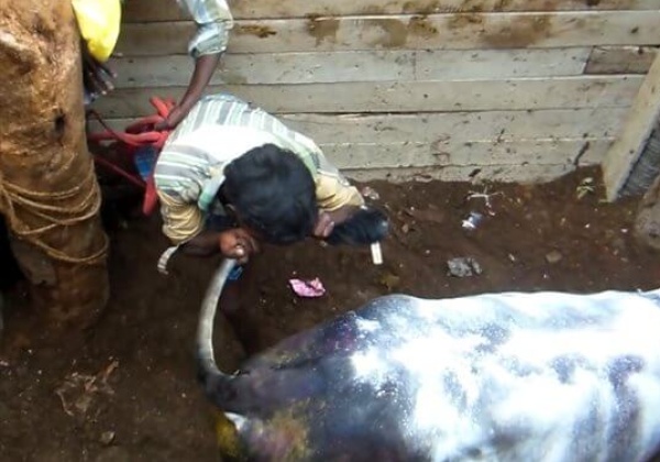 New Investigation Exposes Jallikattu Cruelty