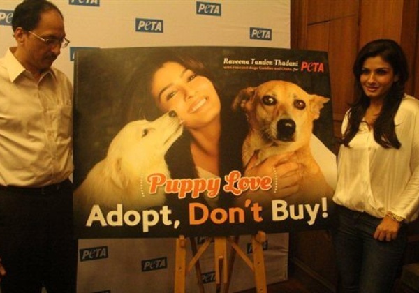 BMC Chief, Raveena Want You to Adopt