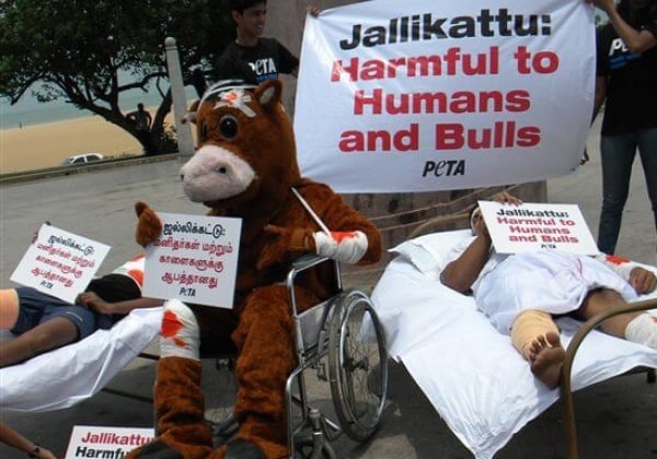 Bull in a Wheelchair Protests Against Jallikattu